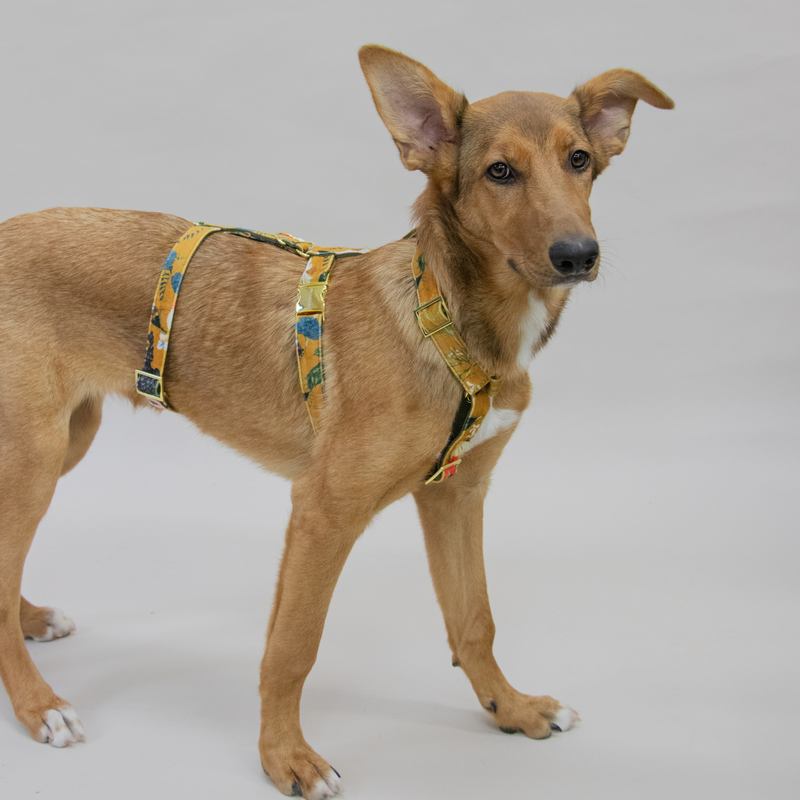 EDEN DAY safety harness