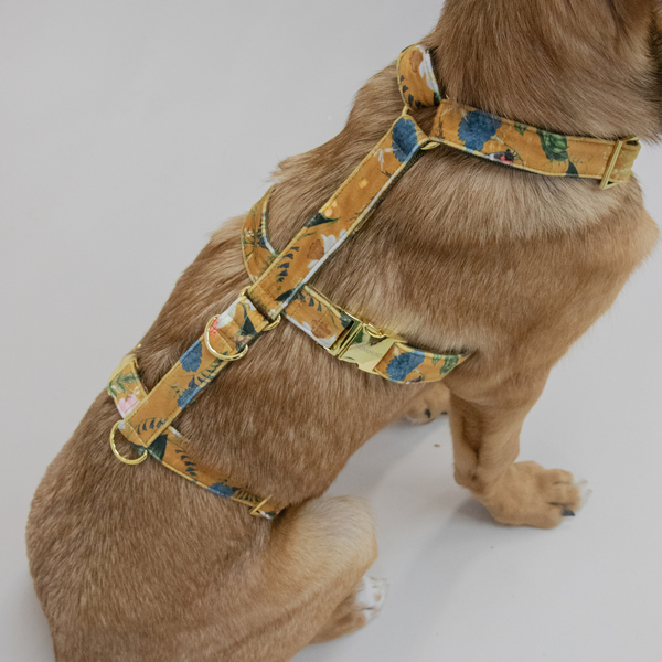EDEN DAY safety harness