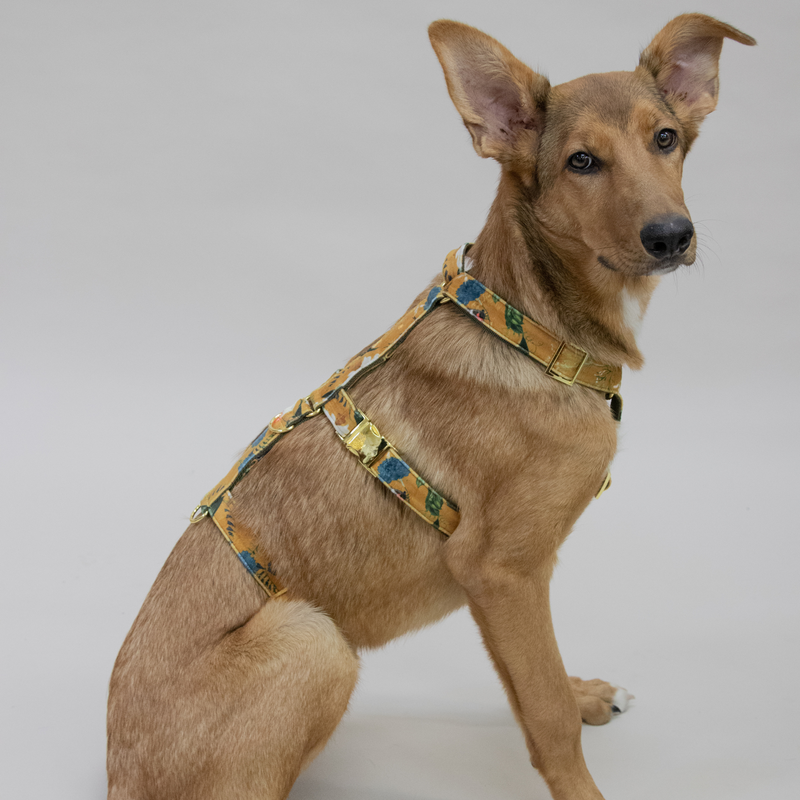 EDEN DAY safety harness
