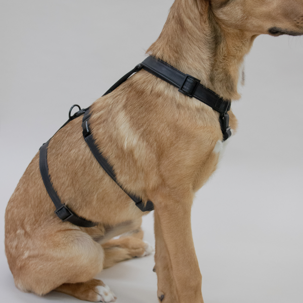 DARK safety harness