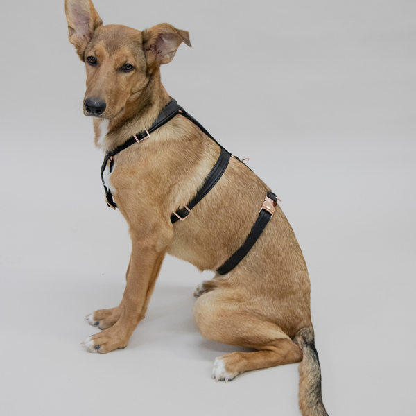 ECLIPSE safety harness