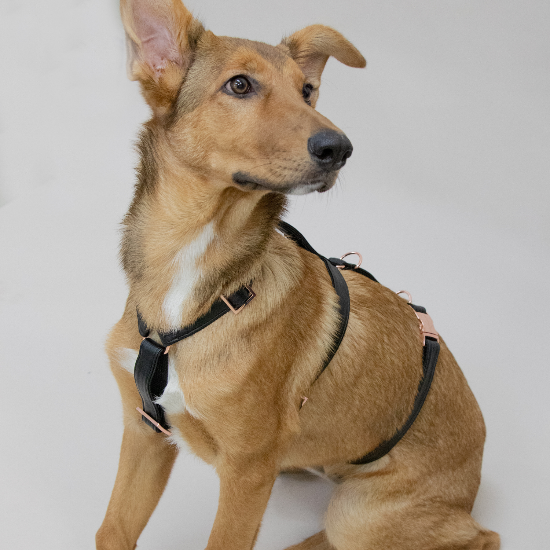 ECLIPSE safety harness