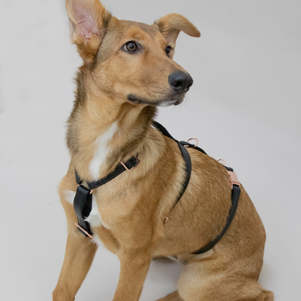 ECLIPSE safety harness