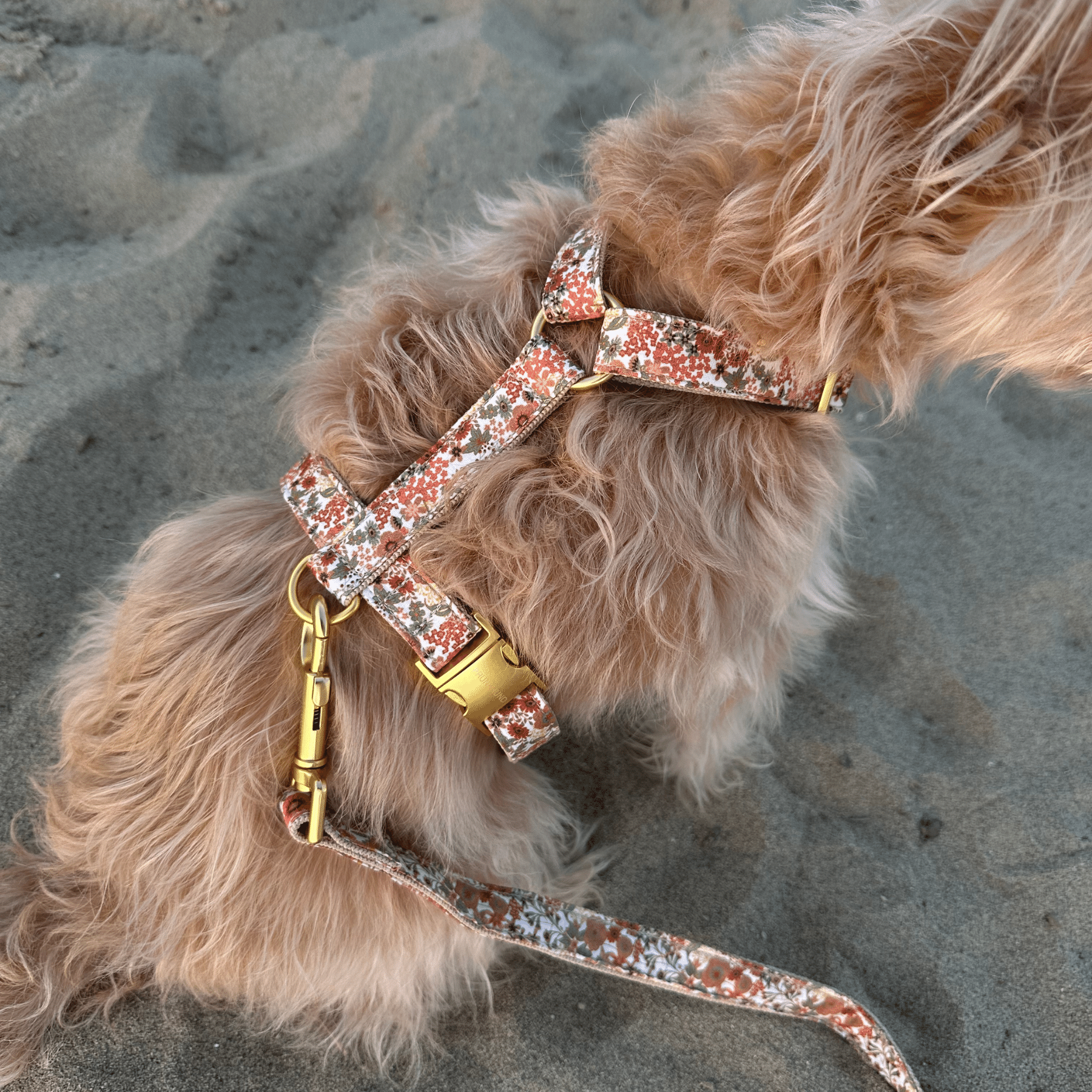 dog harness FIORE
