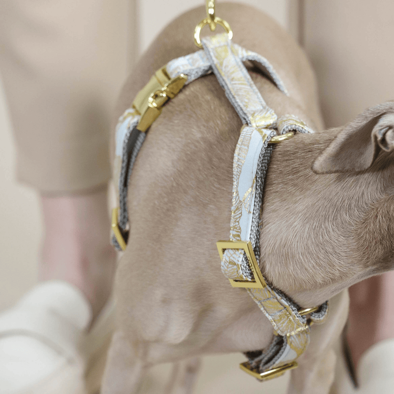 Dog harness EDEN DUSK