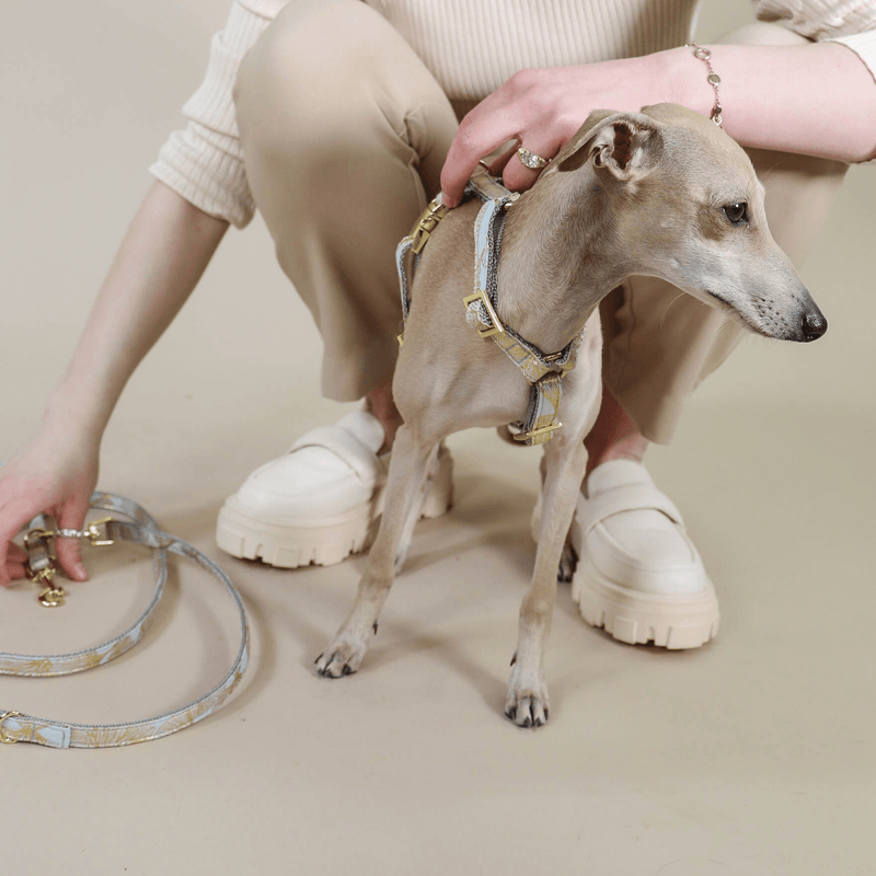 Dog harness EDEN DUSK