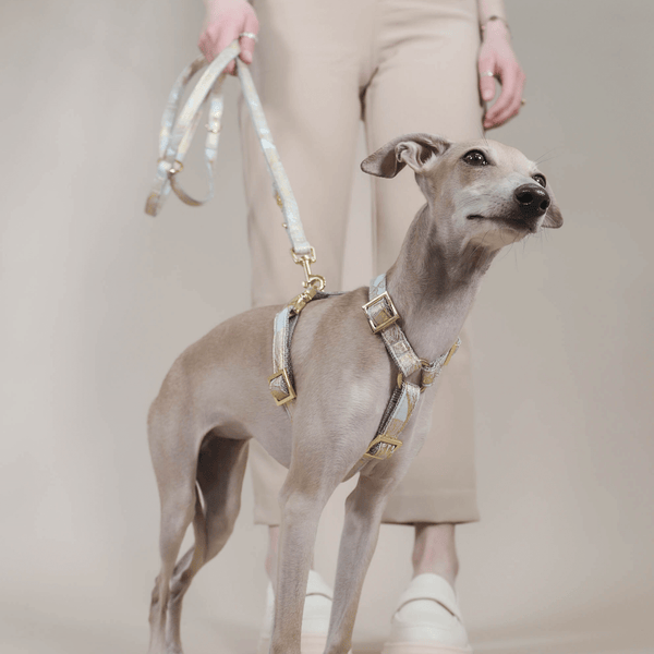 Dog harness EDEN DUSK