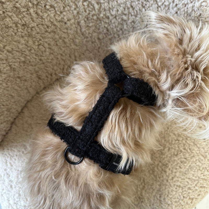 TEDDY black dog harness