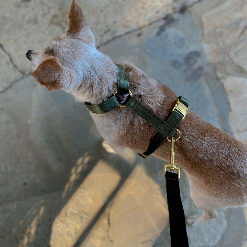 dog harness MOSS