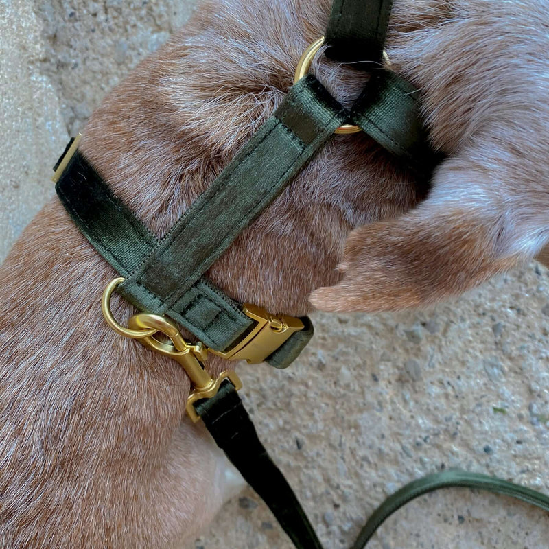 dog harness MOSS