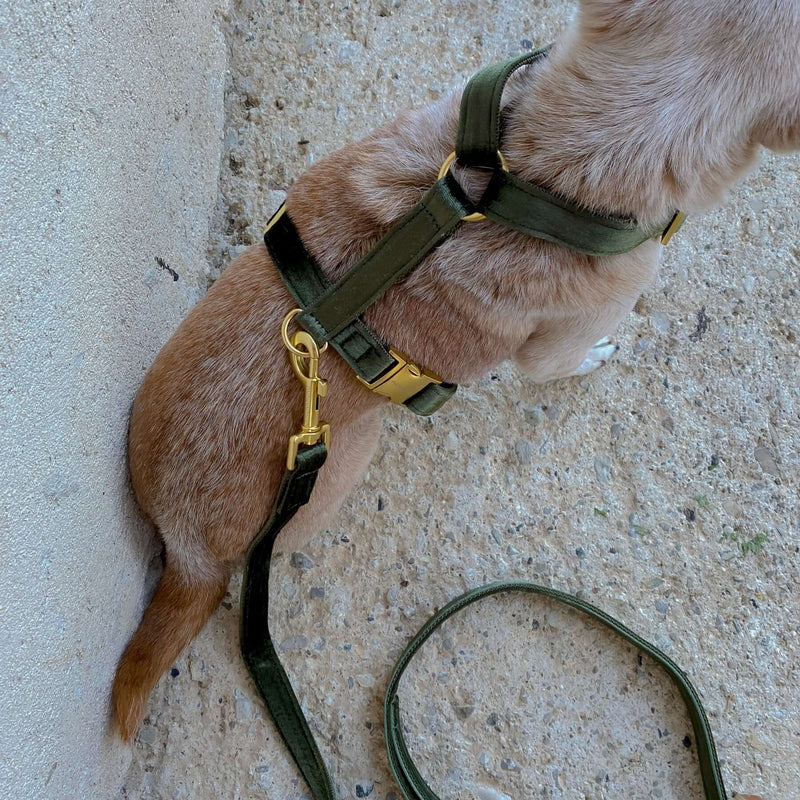 dog harness MOSS