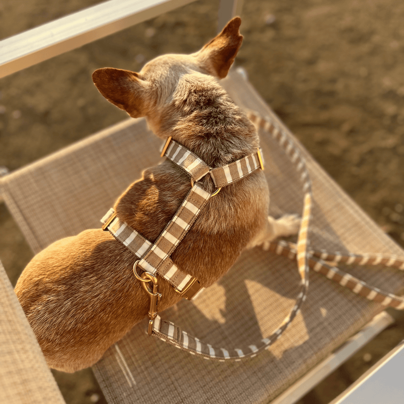 Hundegeschirr LIDO SAND