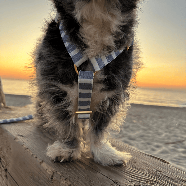 dog harness LIDO BLUE