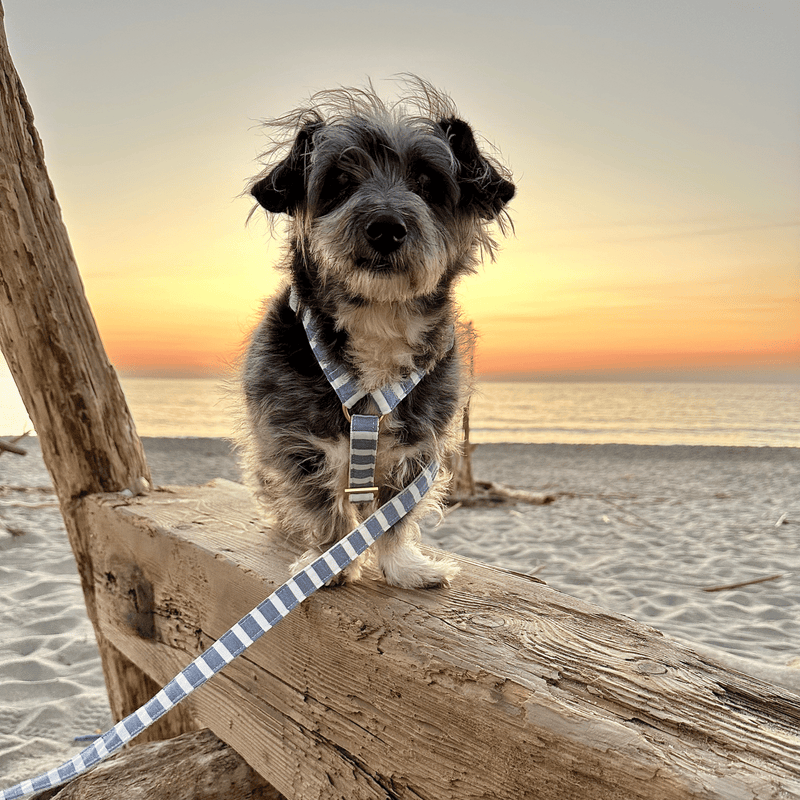 dog harness LIDO BLUE