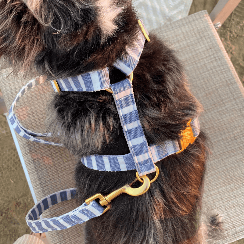 dog harness LIDO BLUE