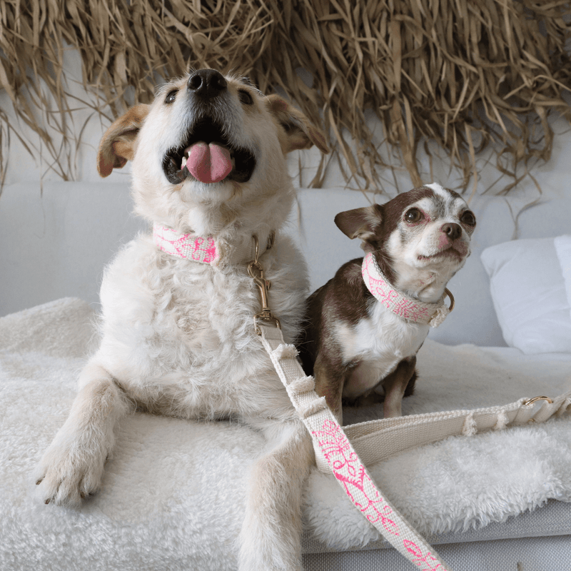 Leash NOMAD fuscia
