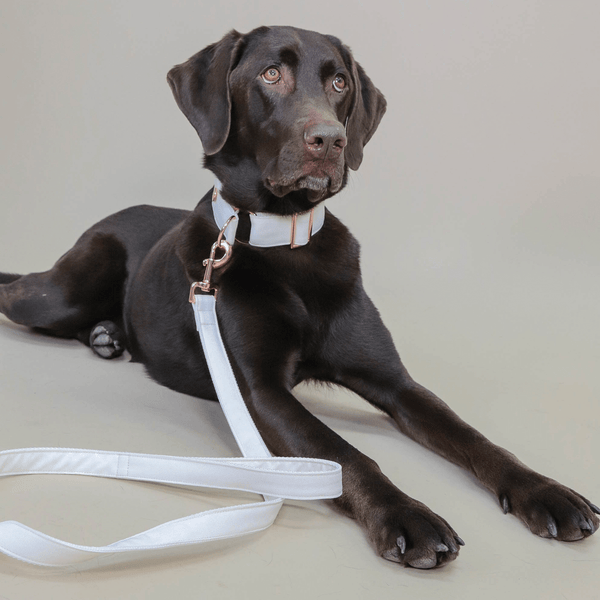 COCONUT leash