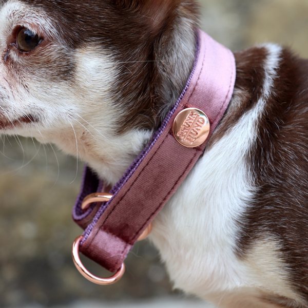 martingale collar PASTEL POWDER