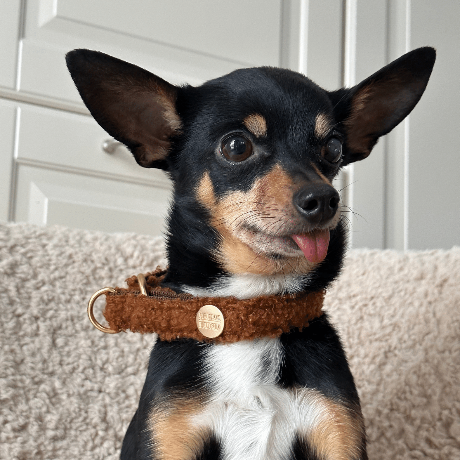 TEDDY tan marginale collar