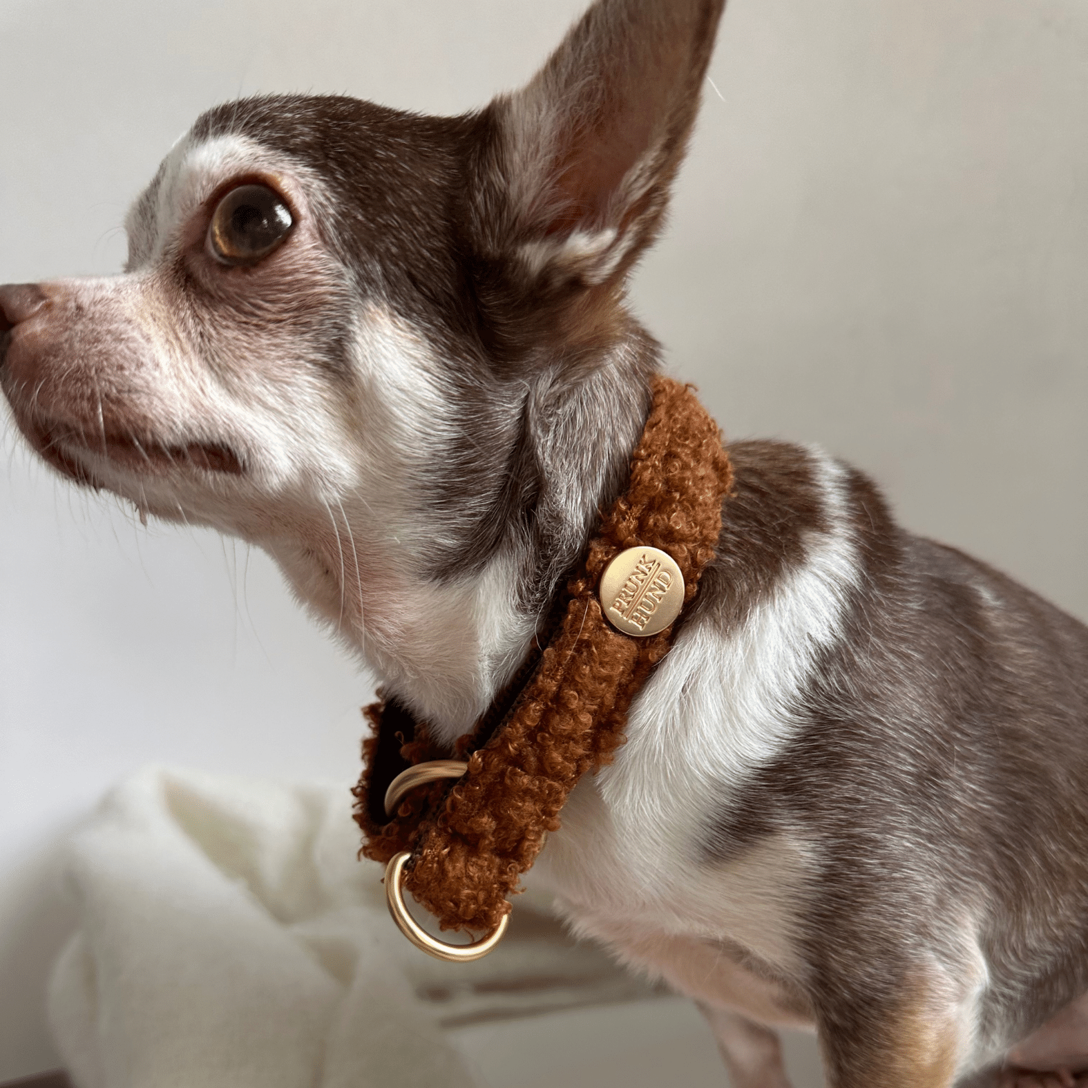 TEDDY tan marginale collar
