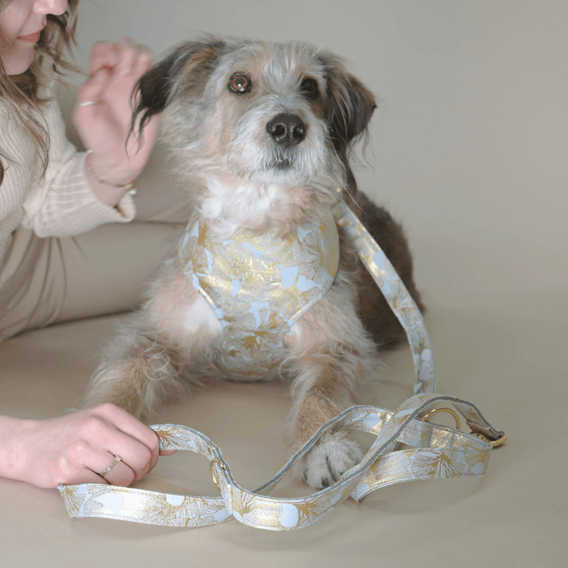 EDEN DUSK leash