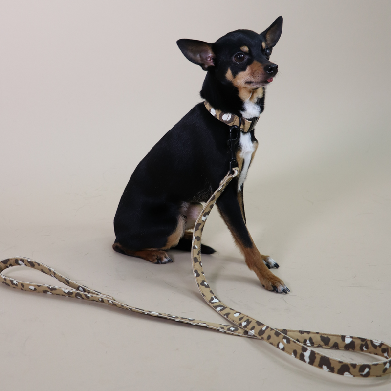 Leash ROAR