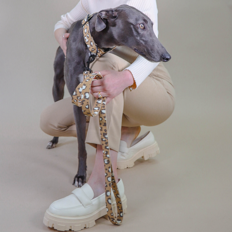 Leash ROAR