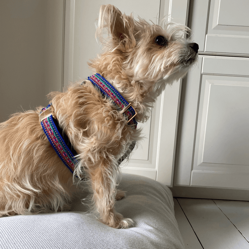 Dog harness IBIZA blue