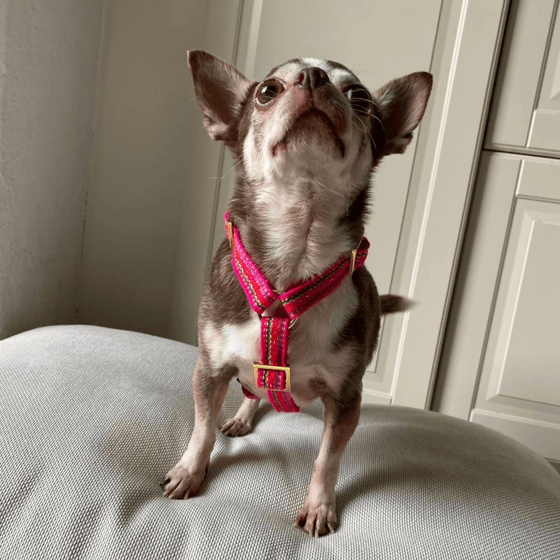 Dog harness IBIZA pink