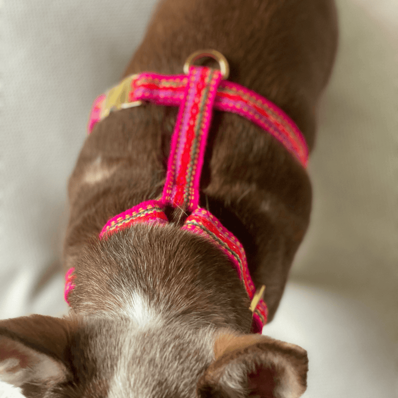 Dog harness IBIZA pink