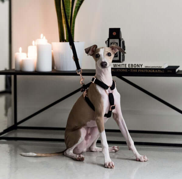 Dog harness ECLIPSE