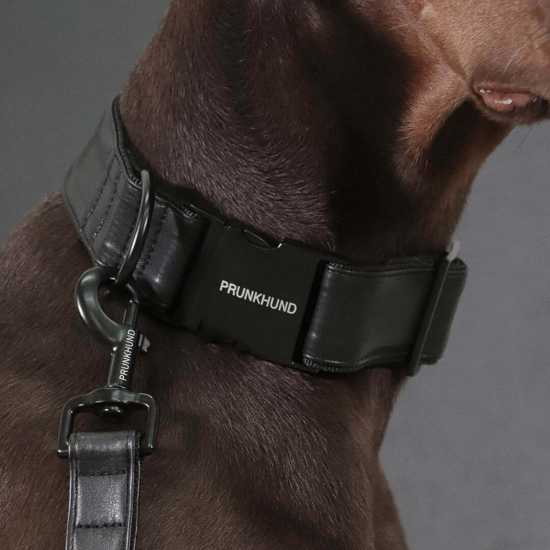 DARK collar
