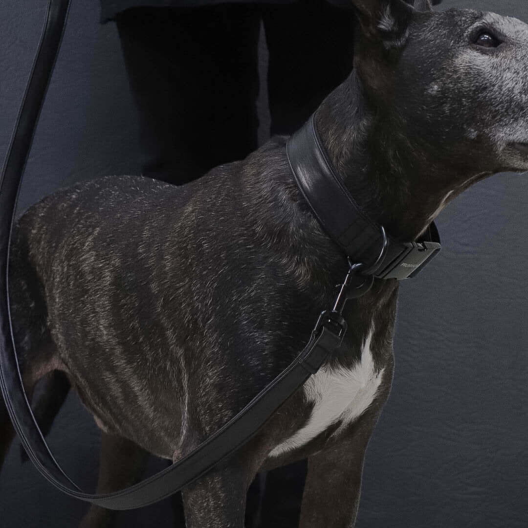 DARK collar