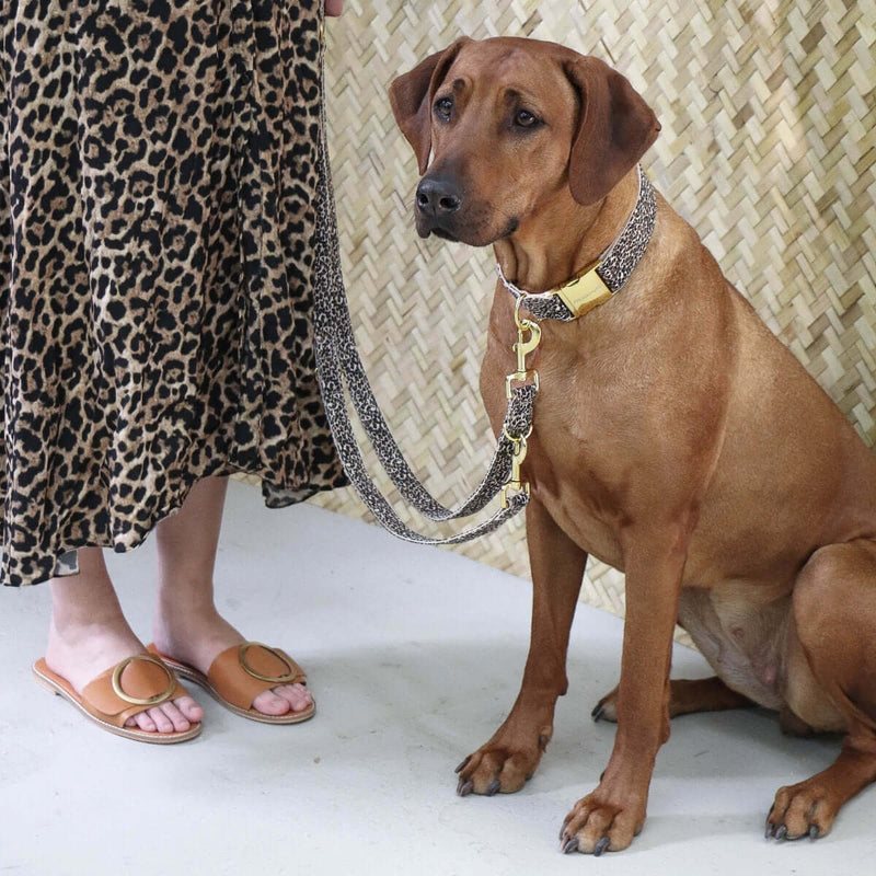 Dog collar WILD LIFE