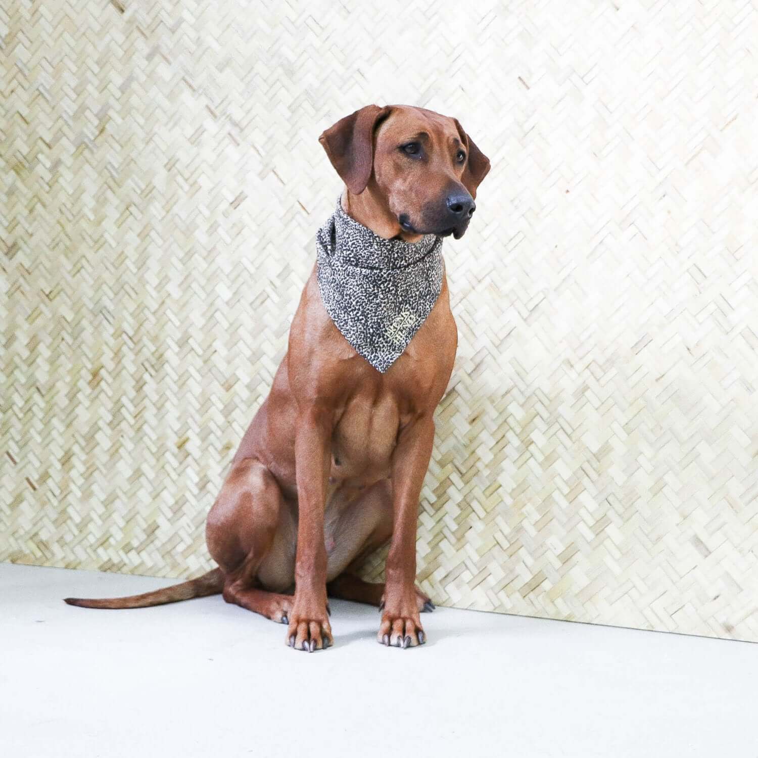 Dog bandana WILD LIFE