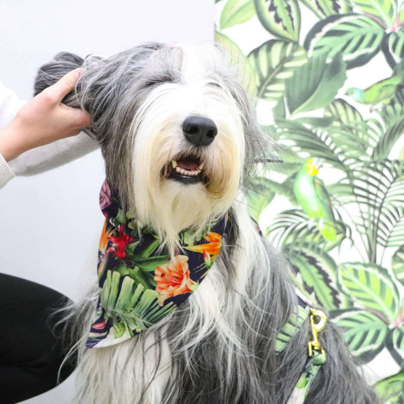 Dog bandana TROPICAL GARDEN