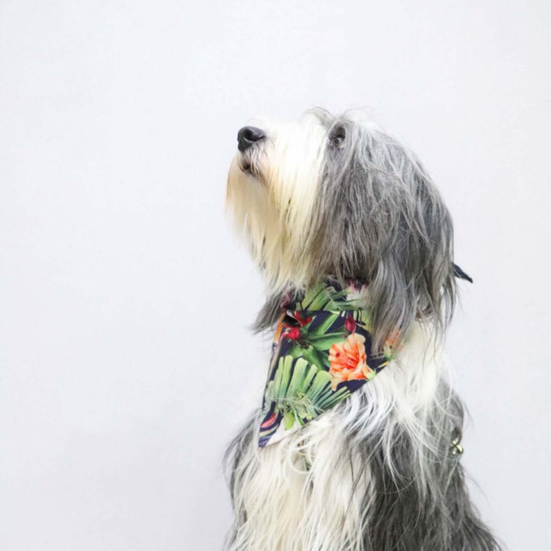 Dog bandana TROPICAL GARDEN