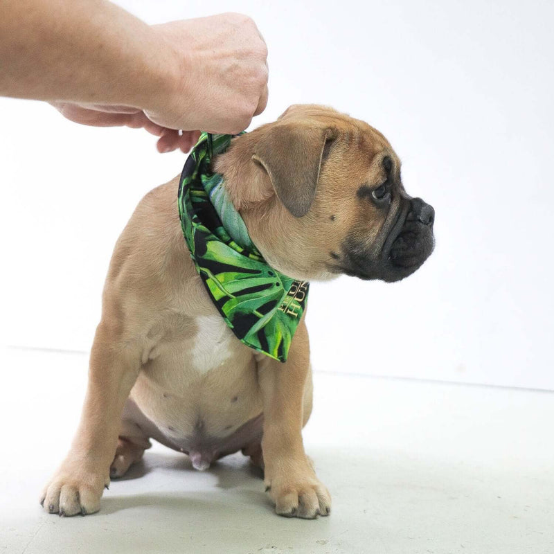 Hundehalstuch JUNGLE FEVER