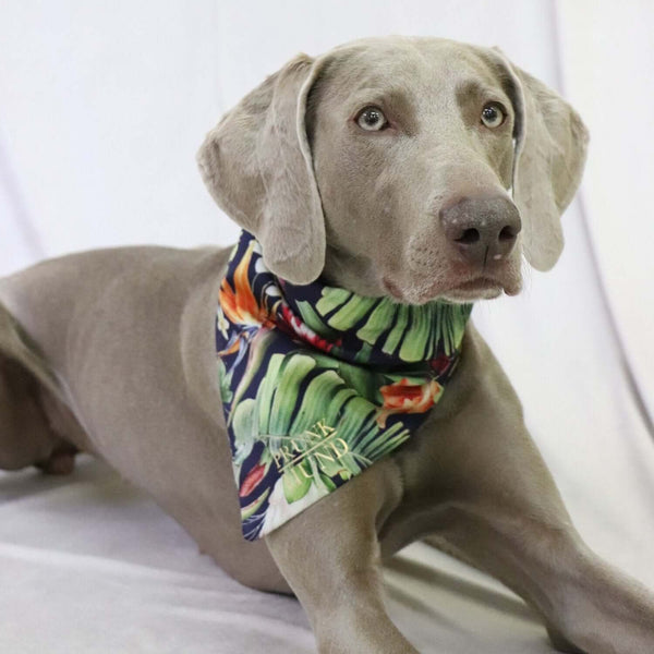 Dog bandana TROPICAL GARDEN