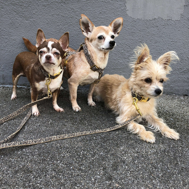Dog collar WILD LIFE