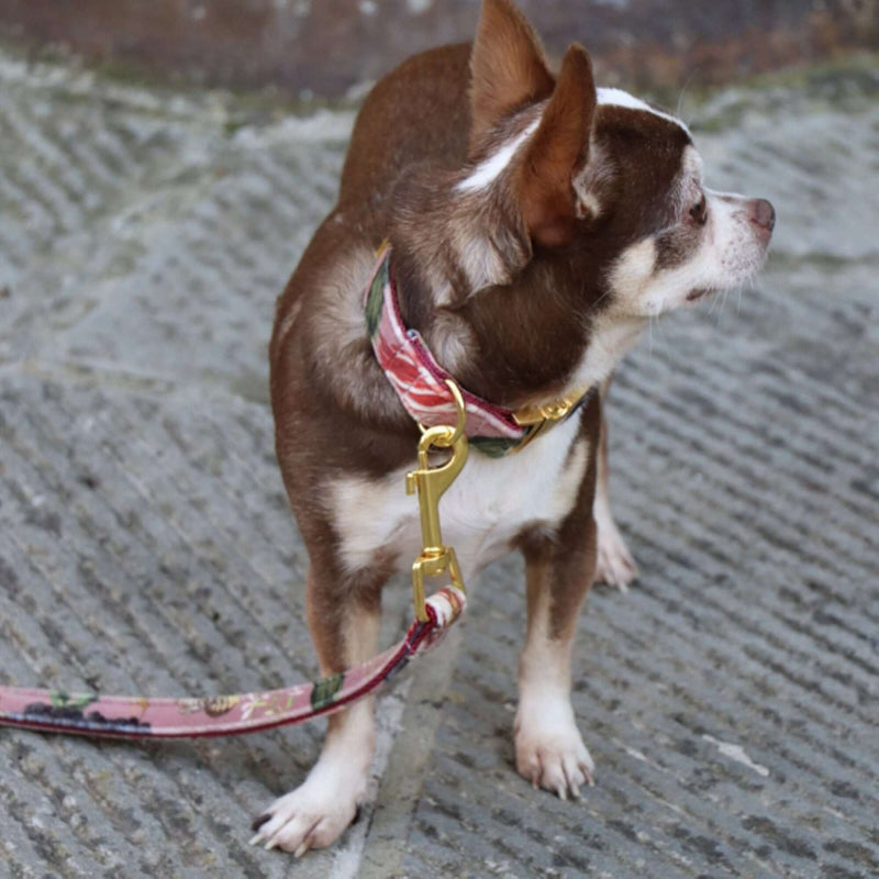 EDEN DAWN collar