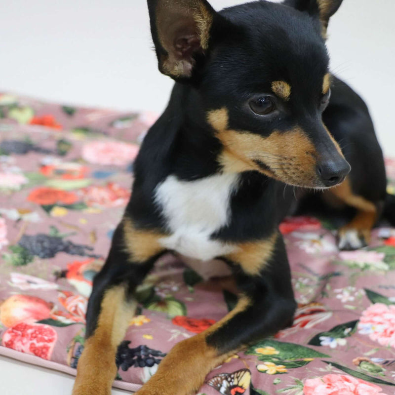 Dog blanket EDEN DAWN