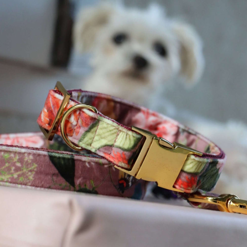 EDEN DAWN collar