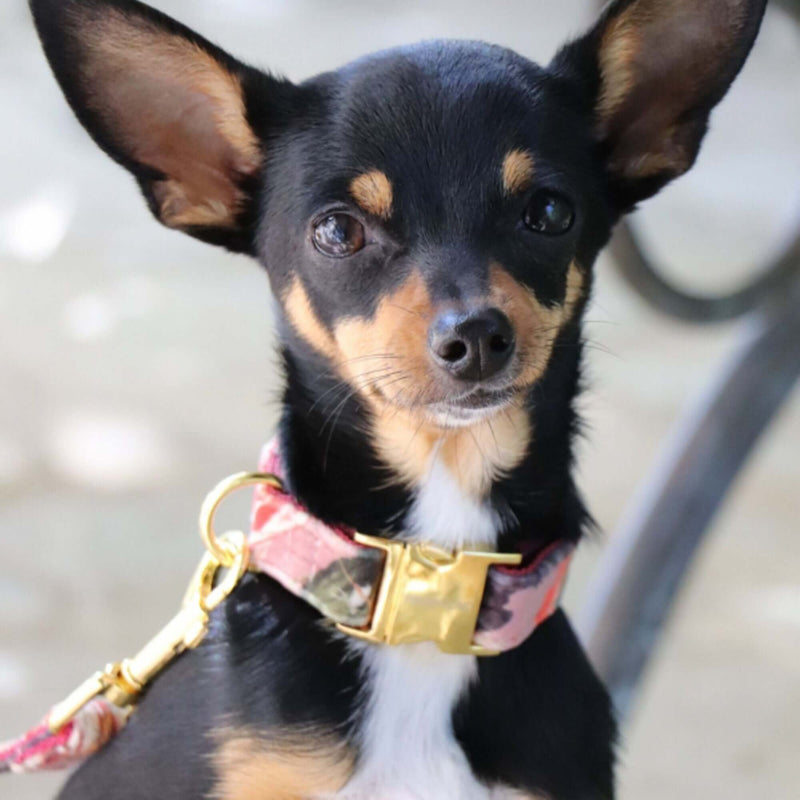 EDEN DAWN collar