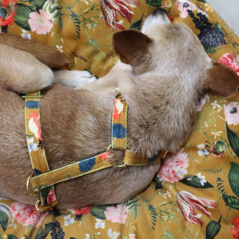 Hundegeschirr EDEN DAY