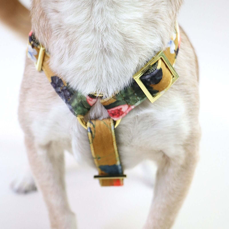 Hundegeschirr EDEN DAY