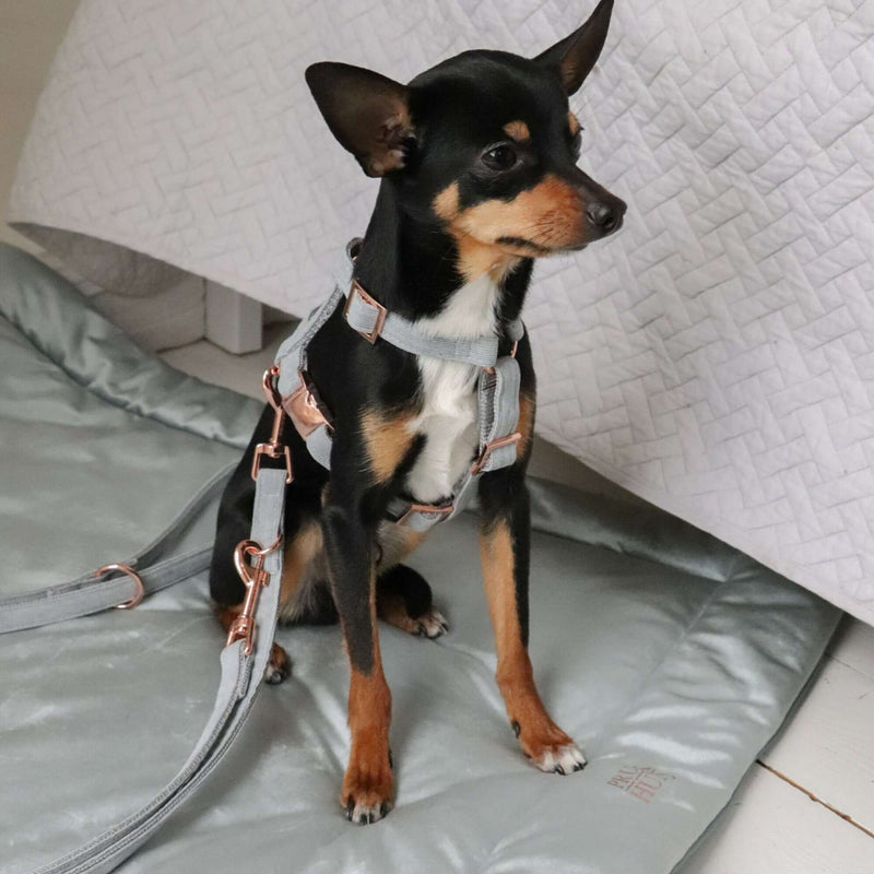 Dog harness DOVE