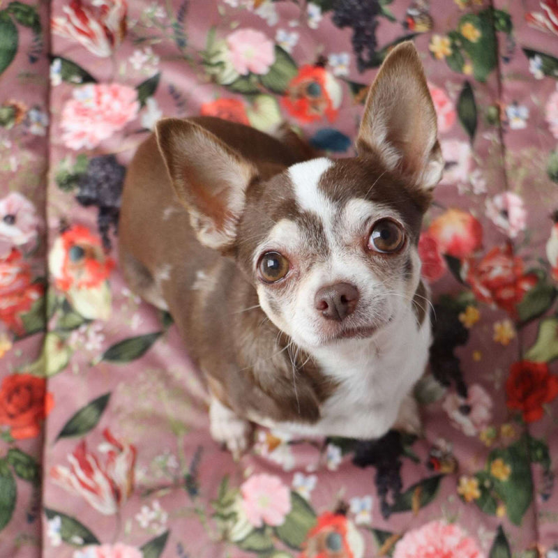 Dog blanket EDEN DAWN