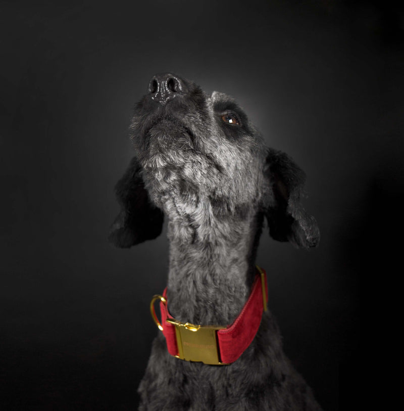 SANTA BABY collar