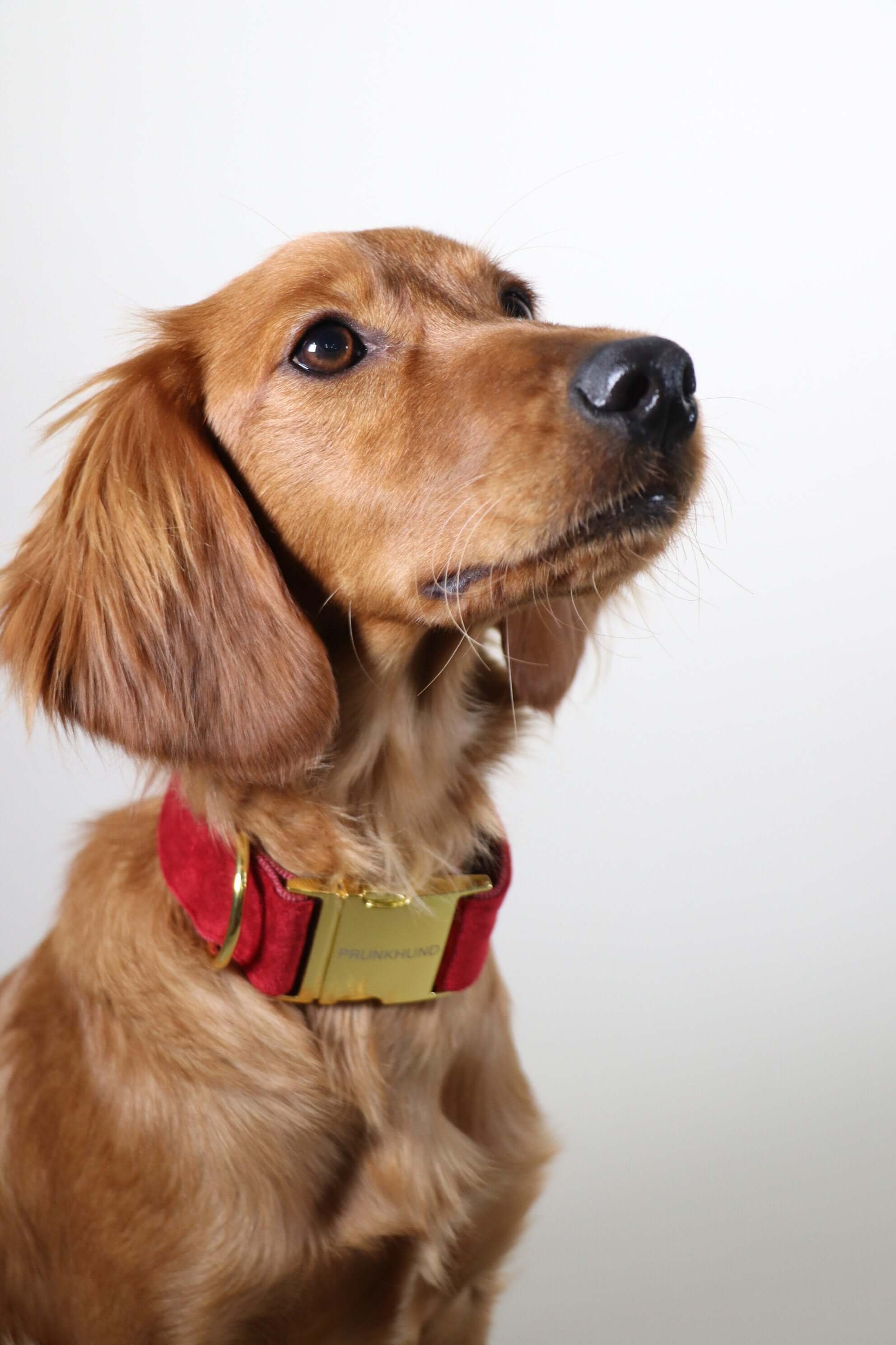 SANTA BABY collar